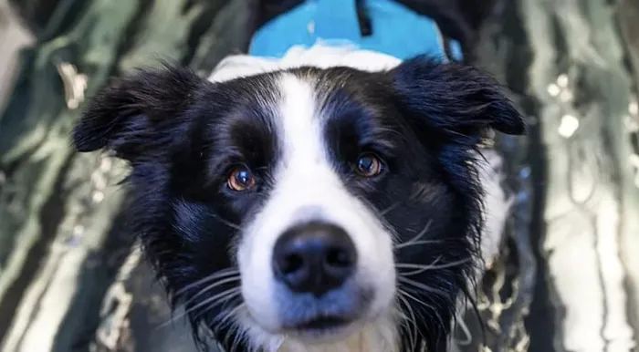 Alpha Animal Rehabilitation and Fitness Picture 10