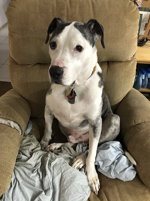 Animal Emergency & Referral Associates Picture 4