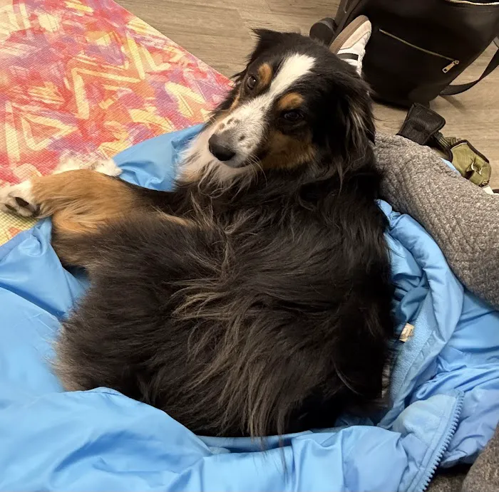 Animal Emergency & Referral Associates Picture 1