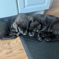 West Caldwell Animal Hospital ico