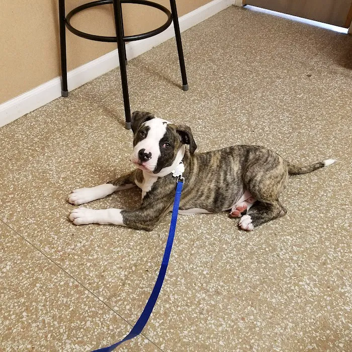 West Caldwell Animal Hospital Picture 9