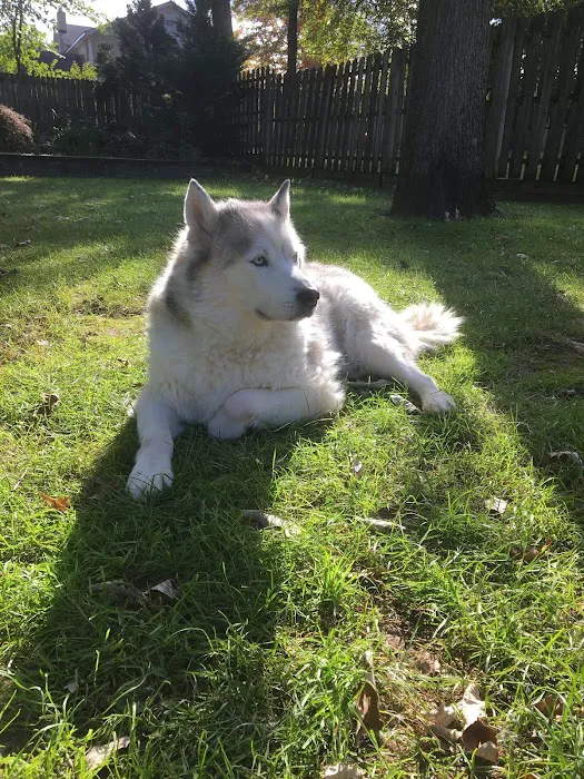 The Gentle Vet Picture 5