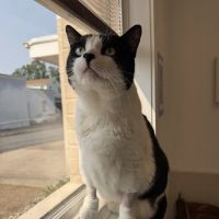 The Gentle Vet ico