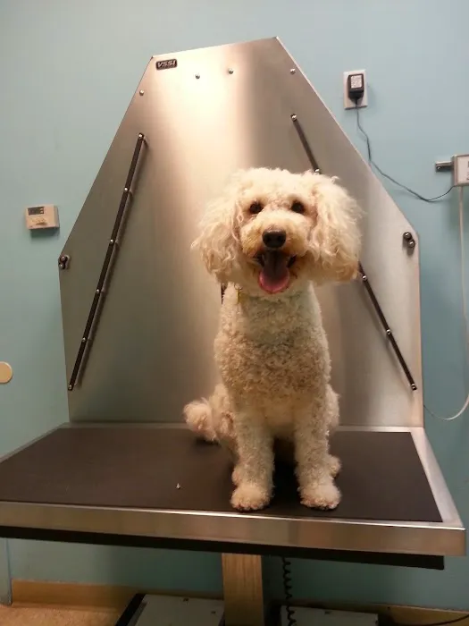 The Gentle Vet Picture 6