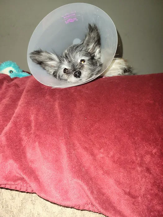 The Gentle Vet Picture 10