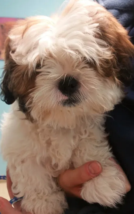 The Gentle Vet Picture 9