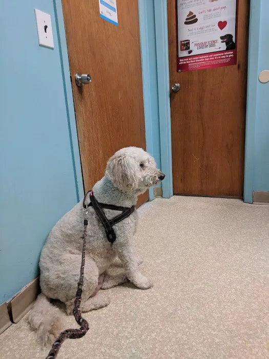 The Gentle Vet Picture 2