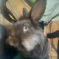Montville Animal Hospital ico
