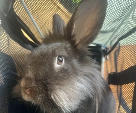 Montville Animal Hospital