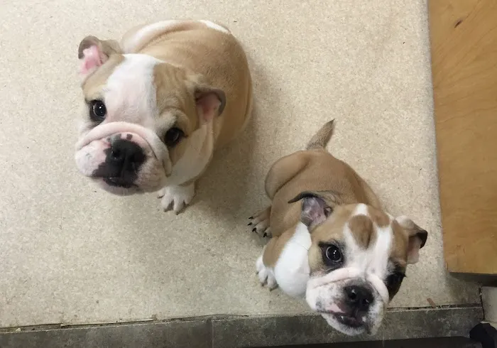 Montville Animal Hospital Picture 5