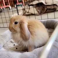 Little Whiskers Appointments Only ico