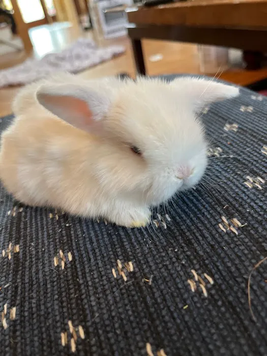 Little Whiskers Appointments Only Picture 2