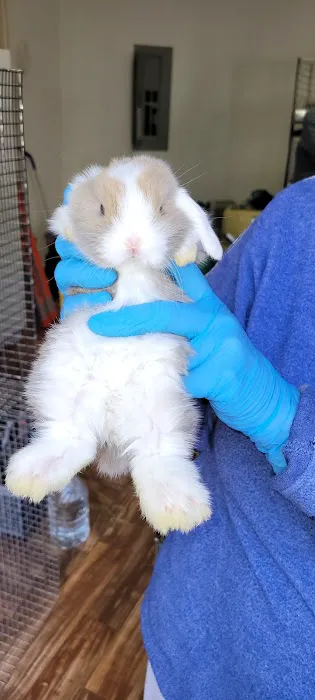 Little Whiskers Appointments Only Picture 10