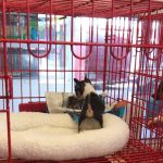 Tri-Creek Kennels