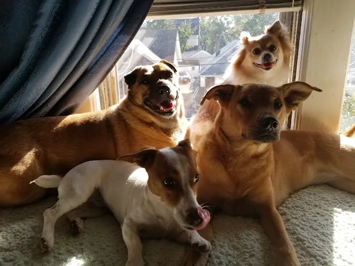 VIP Animal Hospital Picture 6