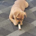 VIP Animal Hospital