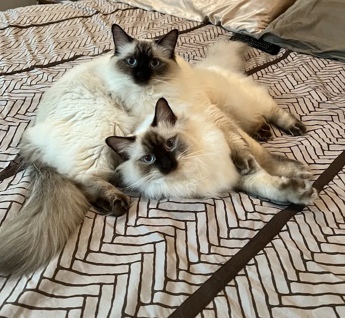 Island Dolls Cattery Picture 3