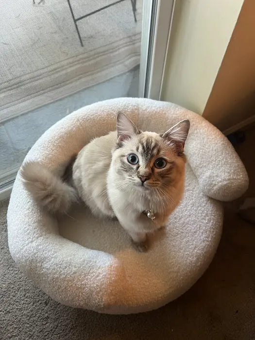 Island Dolls Cattery Picture 6