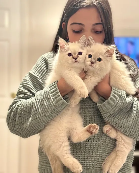 Island Dolls Cattery Picture 4