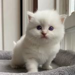 Island Dolls Cattery
