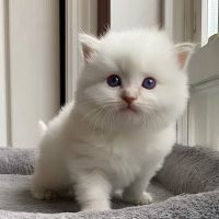 Island Dolls Cattery ico
