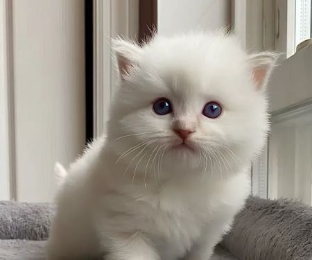 Island Dolls Cattery