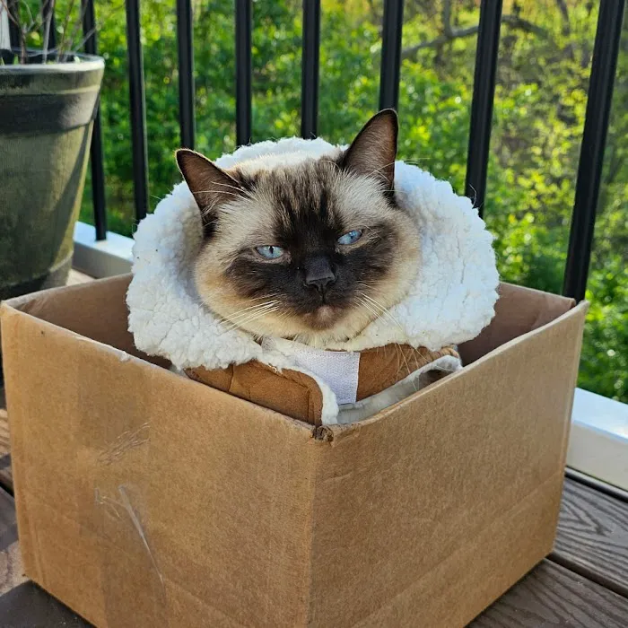 Island Dolls Cattery Picture 7
