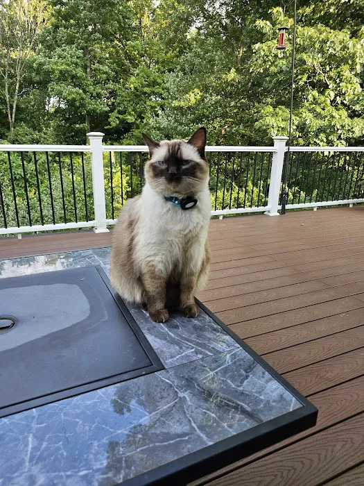 Island Dolls Cattery Picture 9
