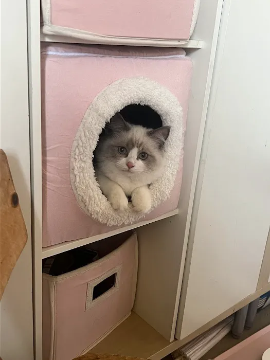 Island Dolls Cattery Picture 10