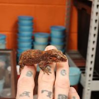 Exotic pets and supply by Endless Scales ico