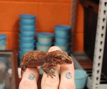 Exotic pets and supply by Endless Scales