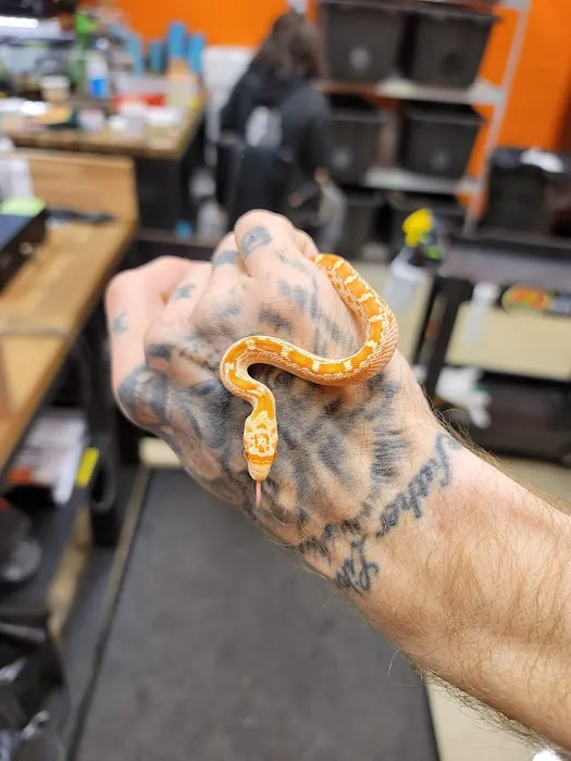 Exotic pets and supply by Endless Scales Picture 2
