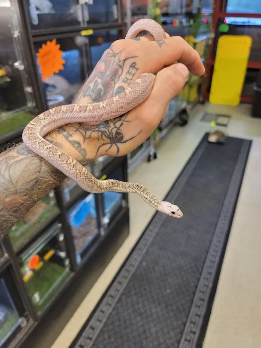 Exotic pets and supply by Endless Scales Picture 5