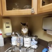 VCA Eagle Rock Animal Hospital ico