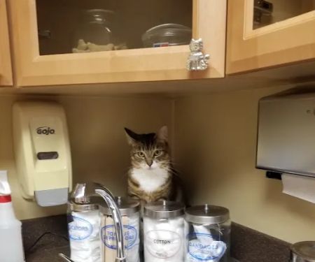 VCA Eagle Rock Animal Hospital