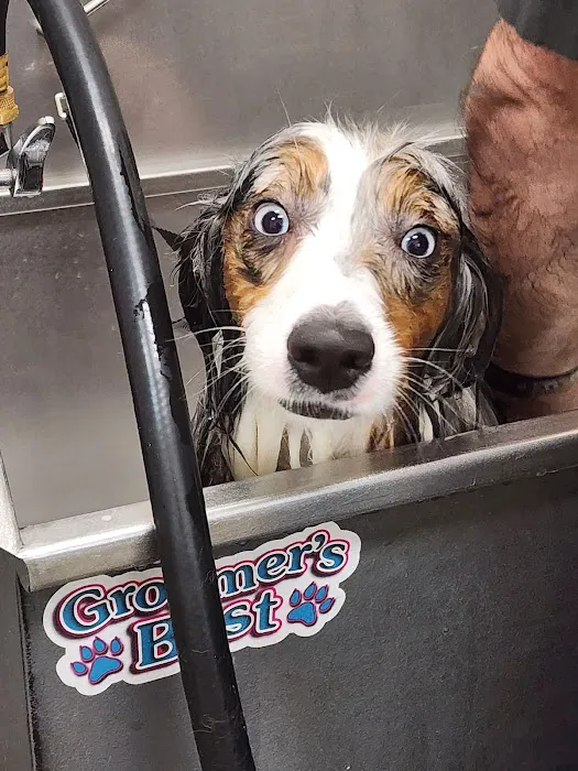 Pet Supermarket Picture 7