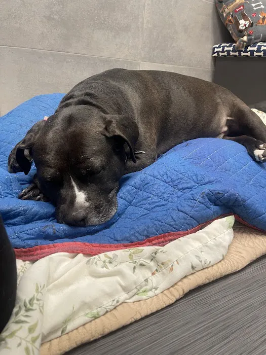 West Orange Animal Hospital Picture 7