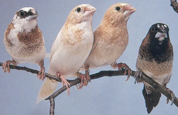 Classic Design Aviaries Picture 3