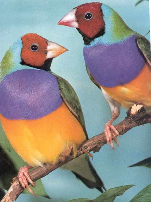 Classic Design Aviaries Picture 6