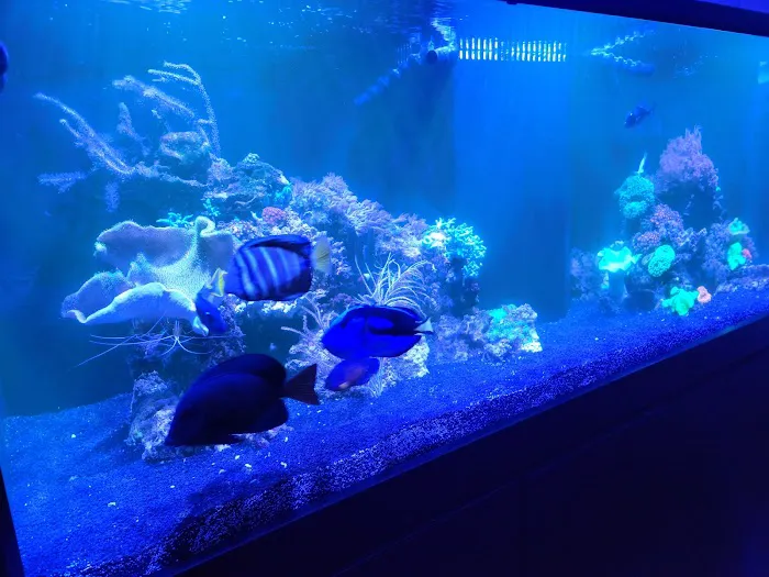 Fish Gallery - Athens Picture 1