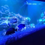 Fish Gallery - Athens