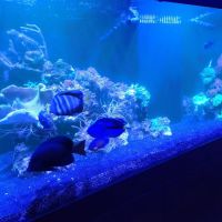 Fish Gallery - Athens ico