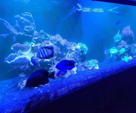 Fish Gallery - Athens