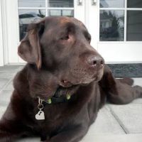 Marsh Hospital For Animals ico