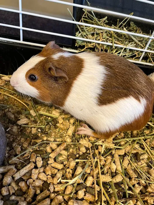 Kelly Family Pets Picture 2