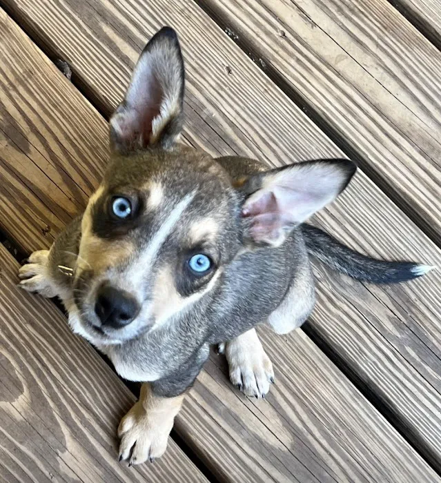 Kelly Family Pets Picture 9