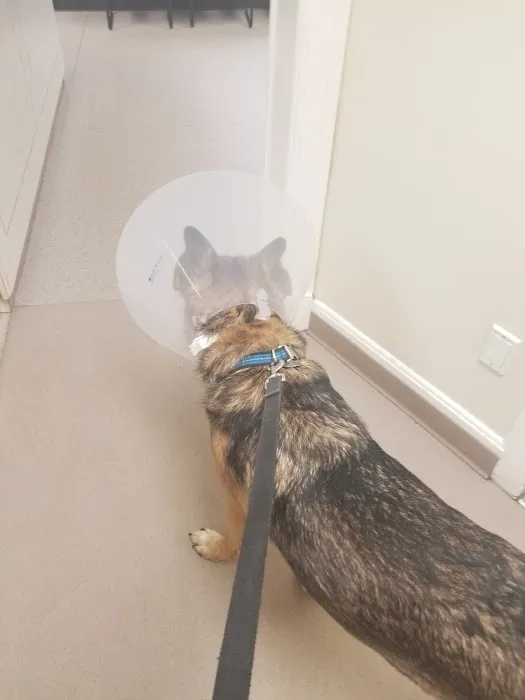 Verona Animal Hospital Picture 4