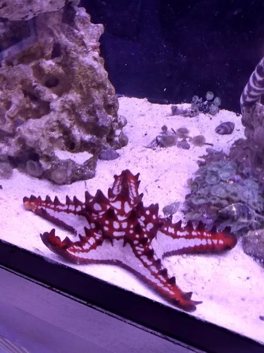 Classic City Aquariums Picture 6