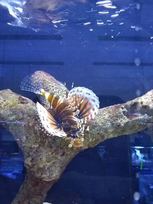 Classic City Aquariums Picture 4
