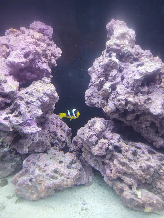 Classic City Aquariums Picture 10